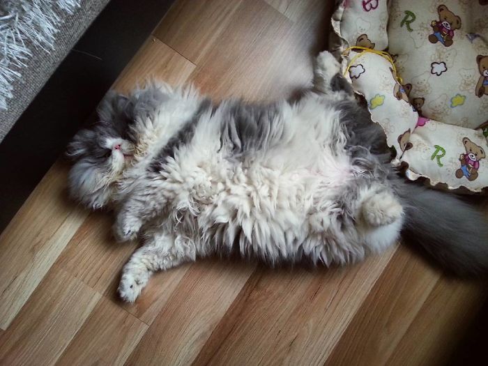 This Sheep-Cat Has Some Of The Weirdest Fur We&#8217;ve Ever Seen