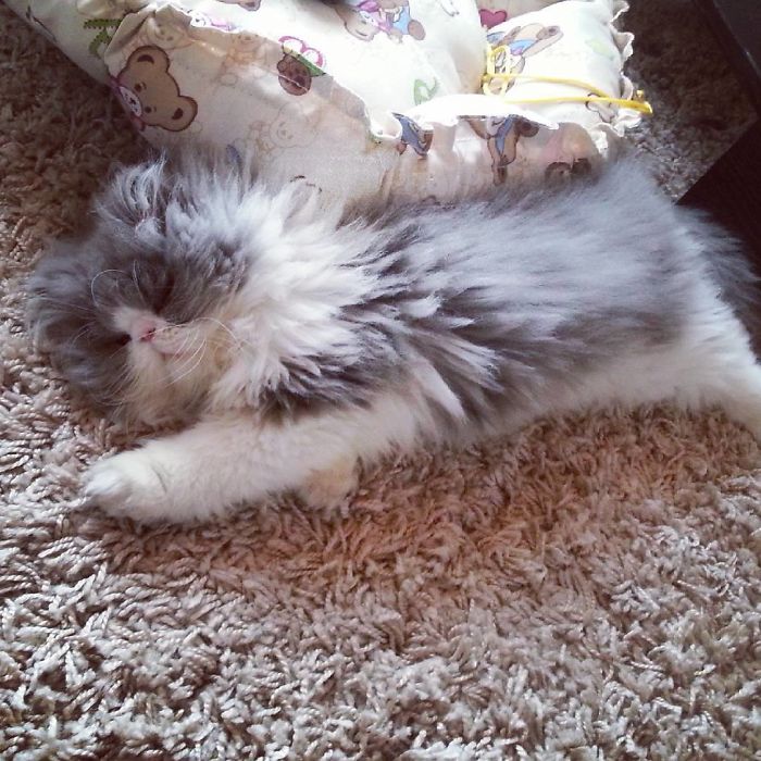 This Sheep-Cat Has Some Of The Weirdest Fur We&#8217;ve Ever Seen