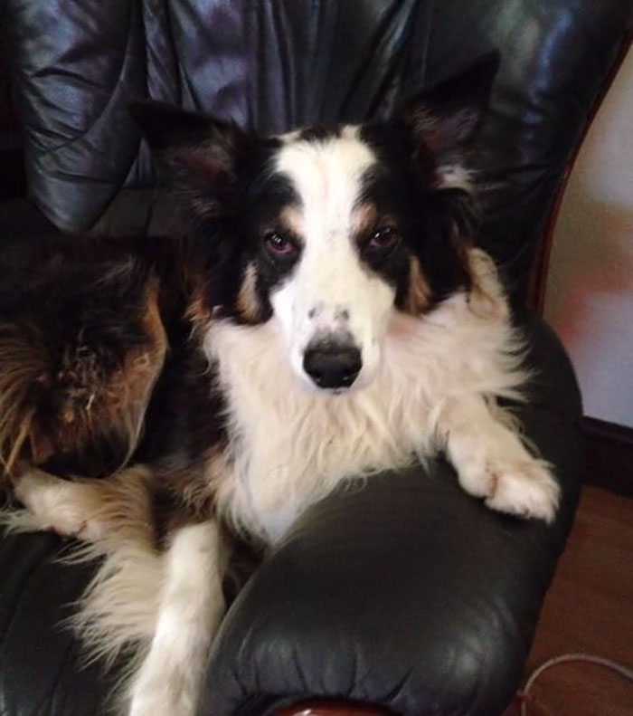 Incredible Story Of A Dog Who Walked 50 Miles In Almost 2 Months To Find His Owners Incredible Story Of A Dog Who Walked 50 Miles In Almost 2 Months To Find His Owners