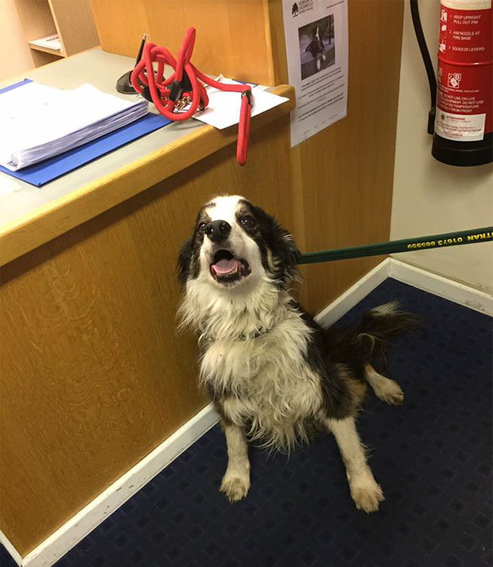 Incredible Story Of A Dog Who Walked 50 Miles In Almost 2 Months To Find His Owners Incredible Story Of A Dog Who Walked 50 Miles In Almost 2 Months To Find His Owners