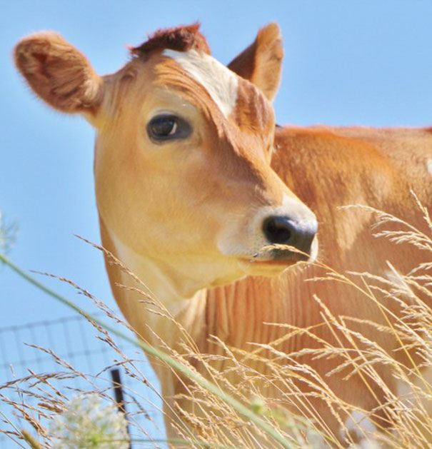 Tiny Unwanted Cow Gets Laughed At During Auction, Until One Woman Sees Through That And Falls In Love Tiny Unwanted Cow Gets Laughed At During Auction, Until One Woman Sees Through That And Falls In Love