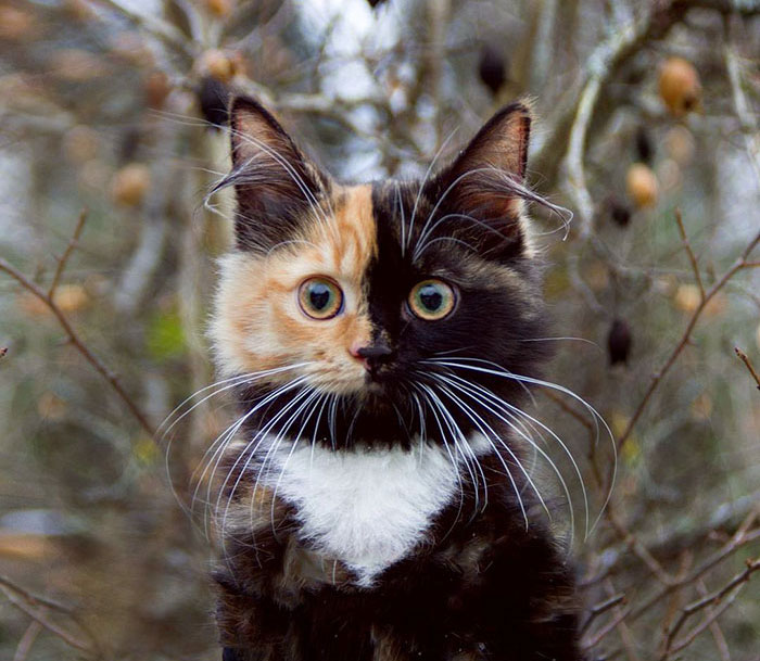 Meet Yana, The Two-Faced Kitty Whose Parents Ran Out Of Ink