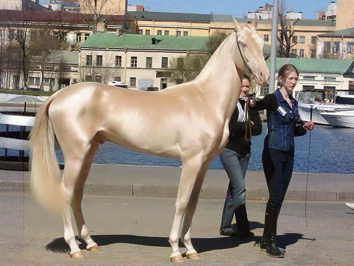 People Are Calling This Super Rare Creature The &#8220;World&#8217;s Most Beautiful Horse&#8221;