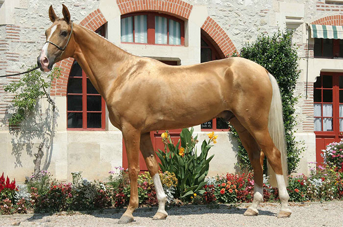 People Are Calling This Super Rare Creature The &#8220;World&#8217;s Most Beautiful Horse&#8221;
