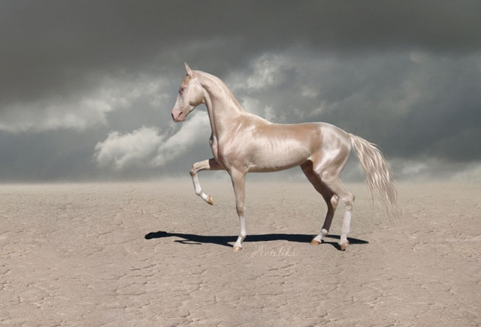 People Are Calling This Super Rare Creature The &#8220;World&#8217;s Most Beautiful Horse&#8221;