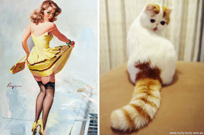 48 Cats Posing Like Pin Up Girls