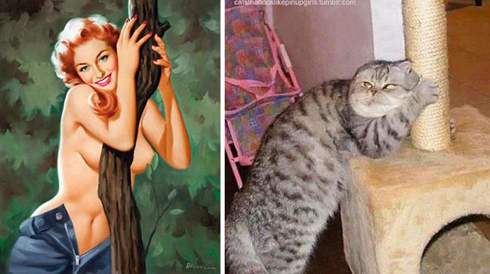 48 Cats Posing Like Pin Up Girls
