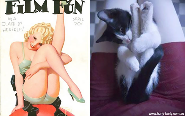 48 Cats Posing Like Pin Up Girls