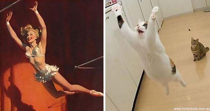 48 Cats Posing Like Pin Up Girls