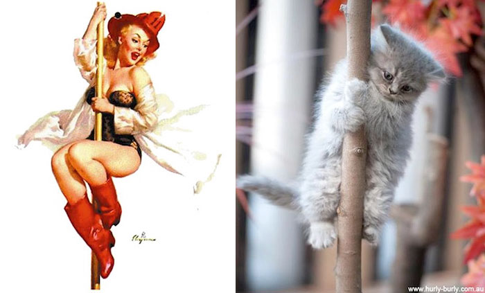 48 Cats Posing Like Pin Up Girls