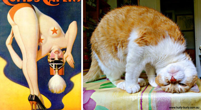 48 Cats Posing Like Pin Up Girls