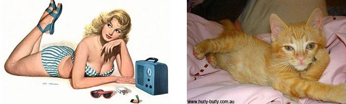 48 Cats Posing Like Pin Up Girls