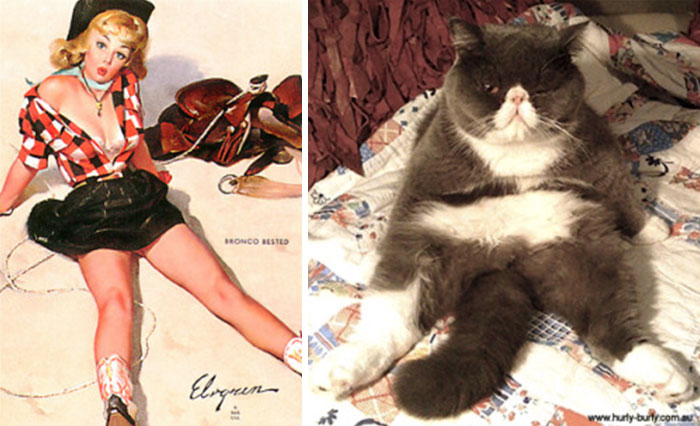 48 Cats Posing Like Pin Up Girls
