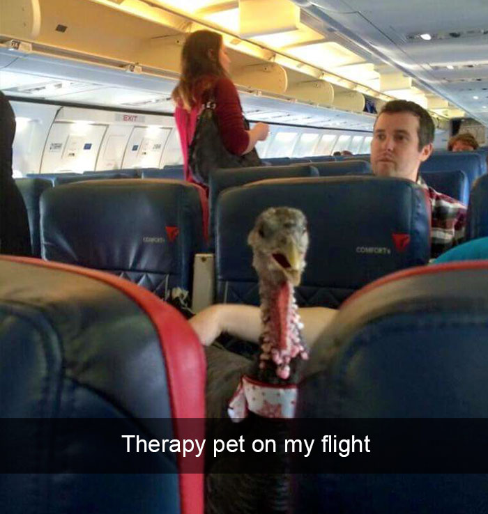 153 Of The Funniest Things That Have Ever Happened On A Plane