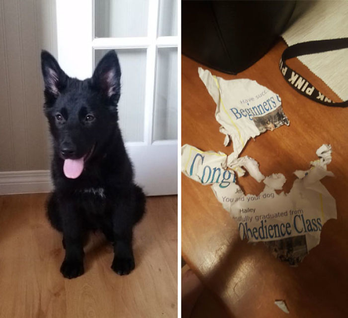 117 Dog Fails That&#8217;ll Make You Feel Guilty For Laughing