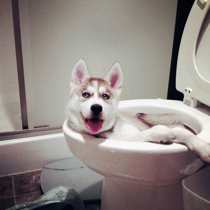 117 Dog Fails That&#8217;ll Make You Feel Guilty For Laughing