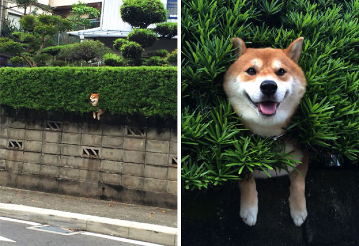 117 Dog Fails That&#8217;ll Make You Feel Guilty For Laughing