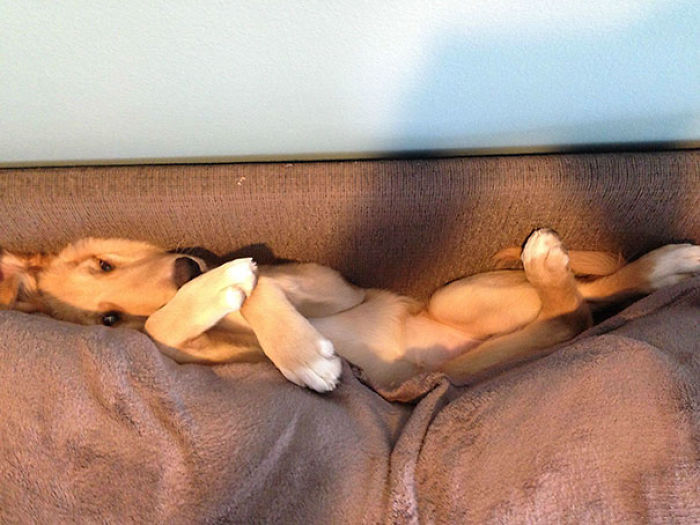117 Dog Fails That&#8217;ll Make You Feel Guilty For Laughing