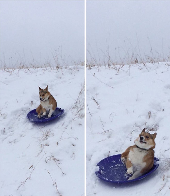 117 Dog Fails That&#8217;ll Make You Feel Guilty For Laughing