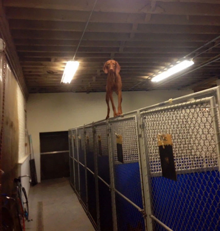 117 Dog Fails That&#8217;ll Make You Feel Guilty For Laughing