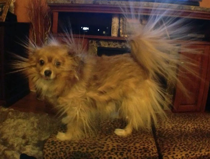 117 Dog Fails That&#8217;ll Make You Feel Guilty For Laughing