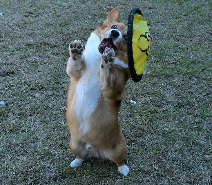 117 Dog Fails That&#8217;ll Make You Feel Guilty For Laughing