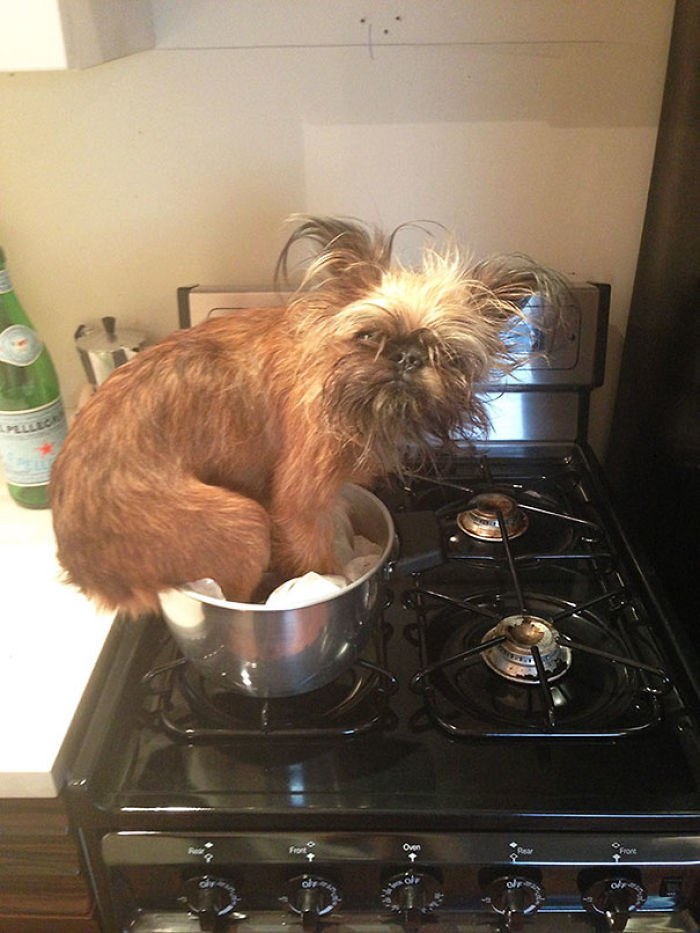 117 Dog Fails That&#8217;ll Make You Feel Guilty For Laughing