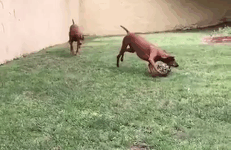 117 Dog Fails That&#8217;ll Make You Feel Guilty For Laughing