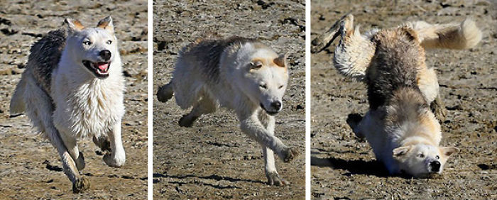 117 Dog Fails That&#8217;ll Make You Feel Guilty For Laughing