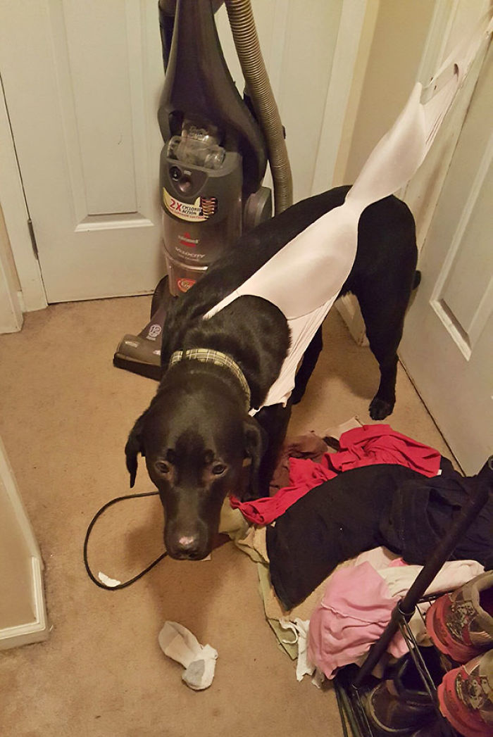 117 Dog Fails That&#8217;ll Make You Feel Guilty For Laughing