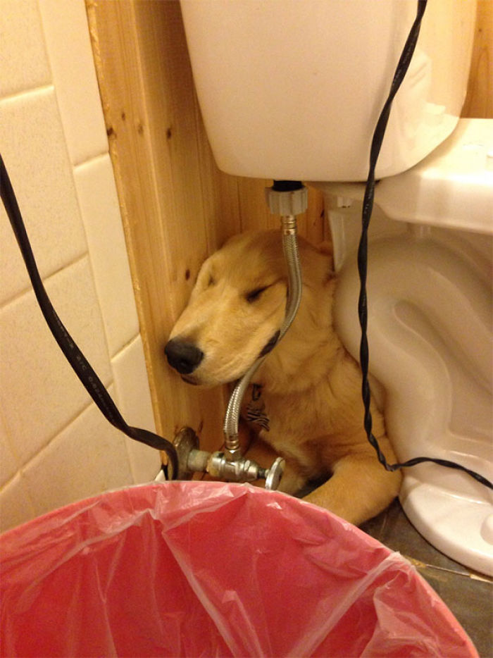 117 Dog Fails That&#8217;ll Make You Feel Guilty For Laughing