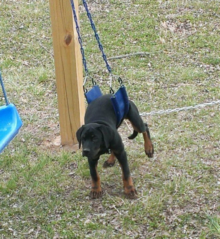 117 Dog Fails That&#8217;ll Make You Feel Guilty For Laughing