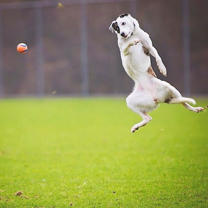 117 Dog Fails That&#8217;ll Make You Feel Guilty For Laughing