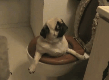 117 Dog Fails That&#8217;ll Make You Feel Guilty For Laughing