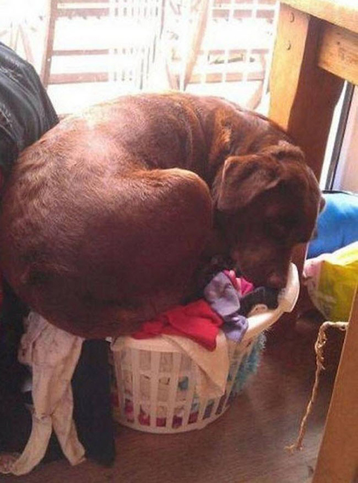 117 Dog Fails That&#8217;ll Make You Feel Guilty For Laughing