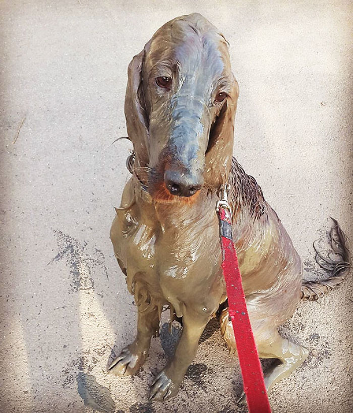 117 Dog Fails That&#8217;ll Make You Feel Guilty For Laughing