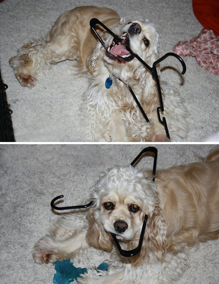 117 Dog Fails That&#8217;ll Make You Feel Guilty For Laughing