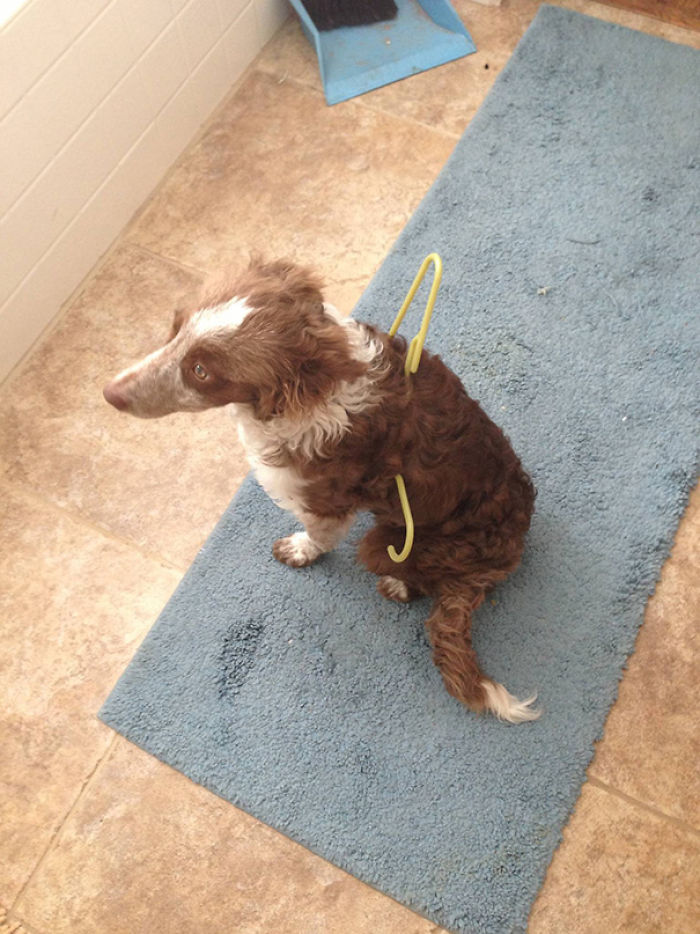 117 Dog Fails That&#8217;ll Make You Feel Guilty For Laughing