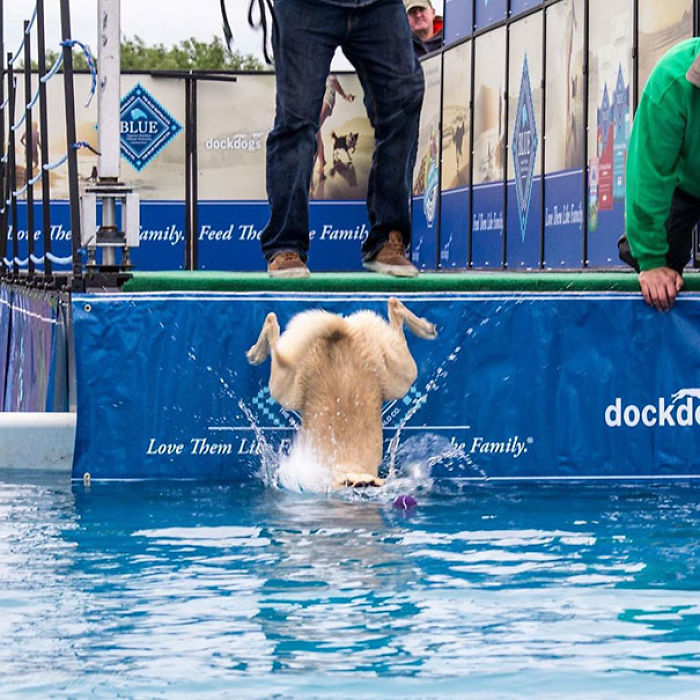 117 Dog Fails That&#8217;ll Make You Feel Guilty For Laughing