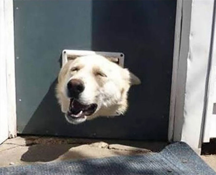 117 Dog Fails That&#8217;ll Make You Feel Guilty For Laughing