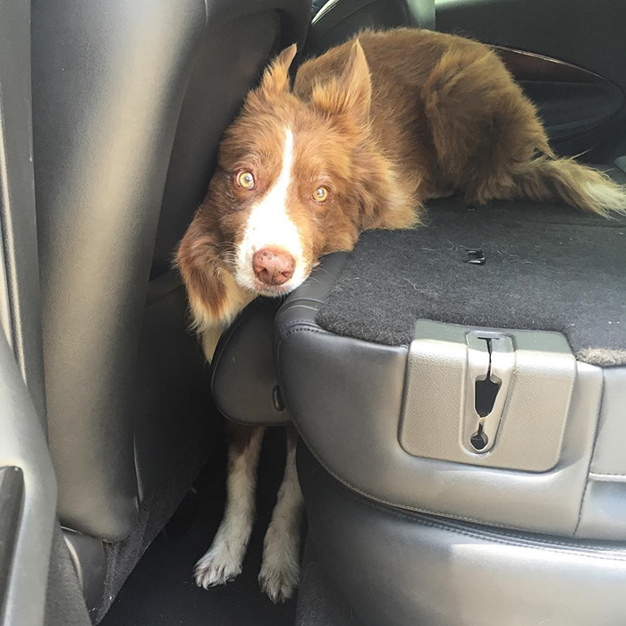 117 Dog Fails That&#8217;ll Make You Feel Guilty For Laughing