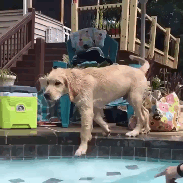 117 Dog Fails That&#8217;ll Make You Feel Guilty For Laughing