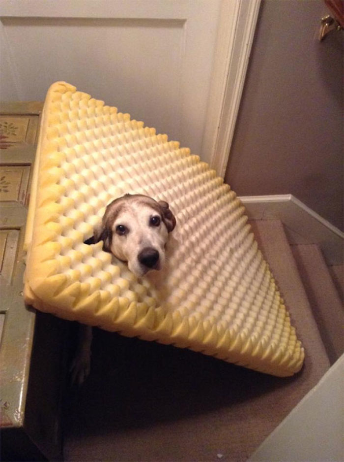 117 Dog Fails That&#8217;ll Make You Feel Guilty For Laughing