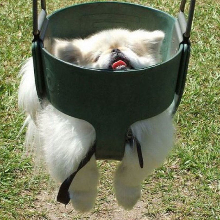 117 Dog Fails That&#8217;ll Make You Feel Guilty For Laughing