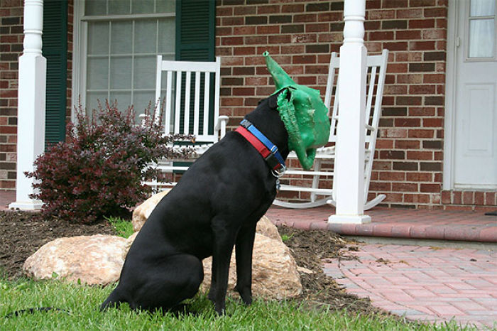 117 Dog Fails That&#8217;ll Make You Feel Guilty For Laughing