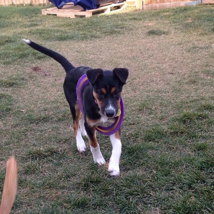 117 Dog Fails That&#8217;ll Make You Feel Guilty For Laughing