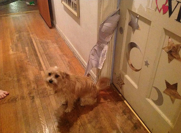 117 Dog Fails That&#8217;ll Make You Feel Guilty For Laughing