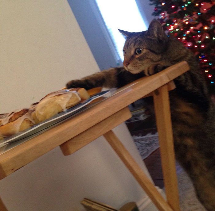 Cat Gets Caught Trying To Steal A Cinnamon Bun, And His Expression Says It All Cat Gets Caught Trying To Steal A Cinnamon Bun, And His Expression Says It All