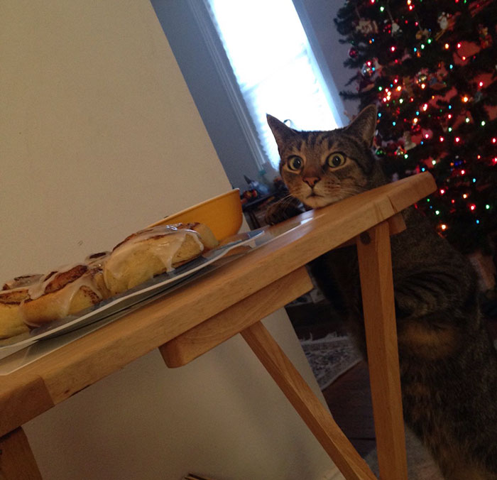 Cat Gets Caught Trying To Steal A Cinnamon Bun, And His Expression Says It All Cat Gets Caught Trying To Steal A Cinnamon Bun, And His Expression Says It All