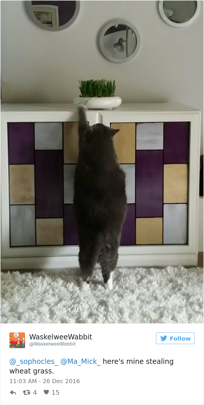 Cat Gets Caught Trying To Steal A Cinnamon Bun, And His Expression Says It All Cat Gets Caught Trying To Steal A Cinnamon Bun, And His Expression Says It All